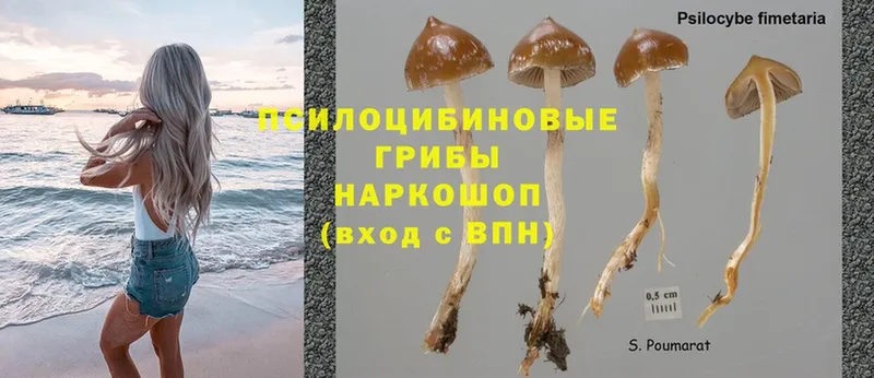 Галлюциногенные грибы Psilocybe  Данилов 